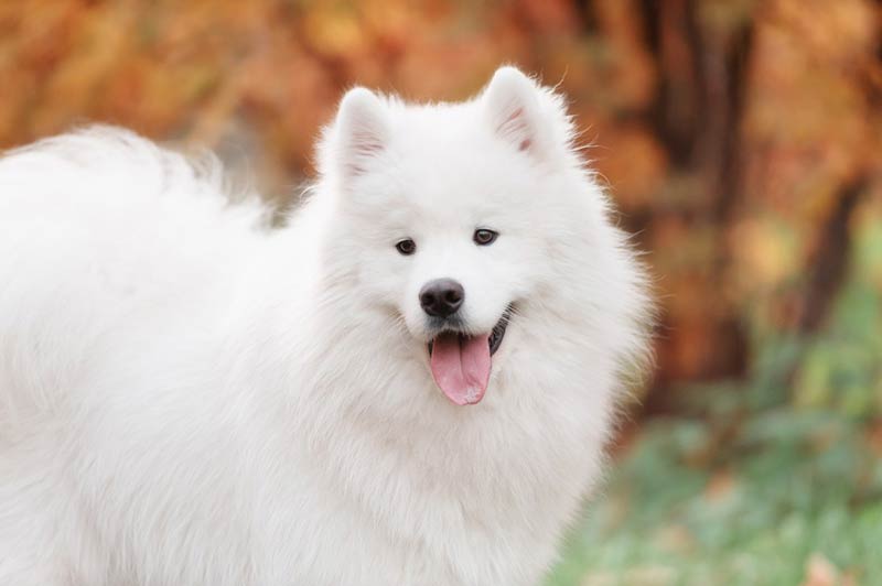 samoyed