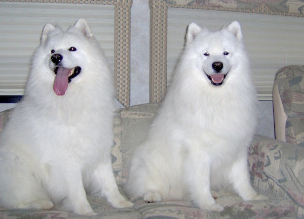 The Samoyed's Coat Can Handle a Range of Temperatures – American ...
