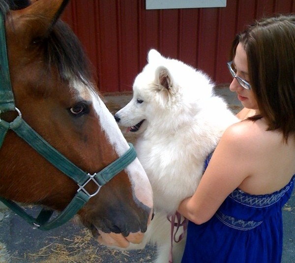 Samoyed with a horse