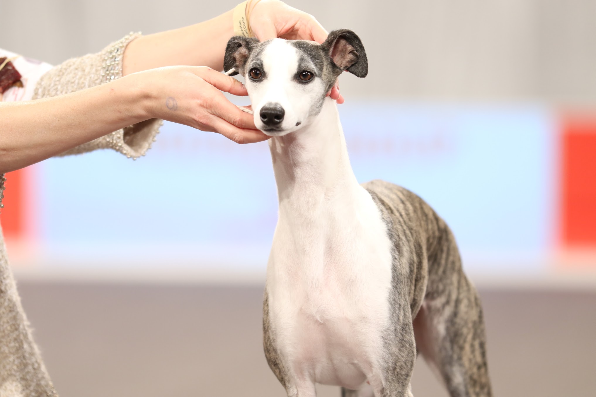 Royal canin italian outlet greyhound