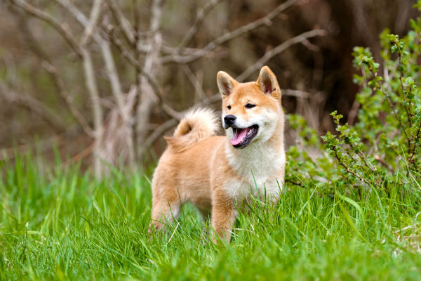 shiba inu