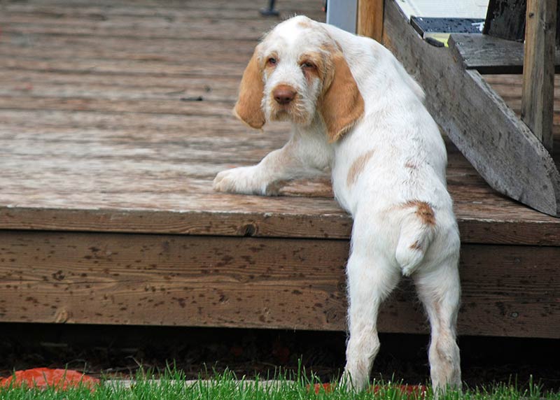 spinone poodle mix