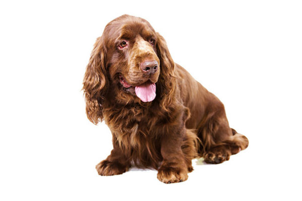 sussex spaniel