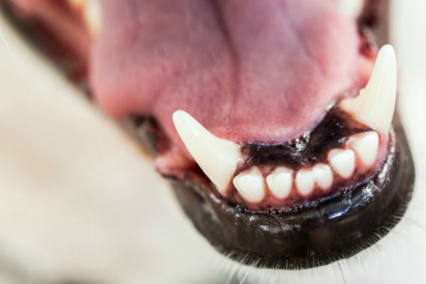 Toy store poodle teeth