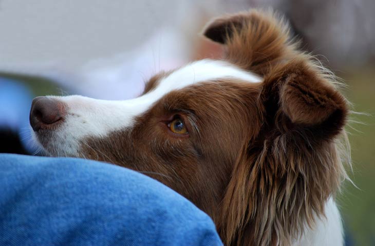 dog keeps eye contact