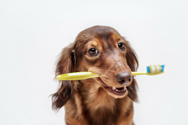 dog with tooth brush