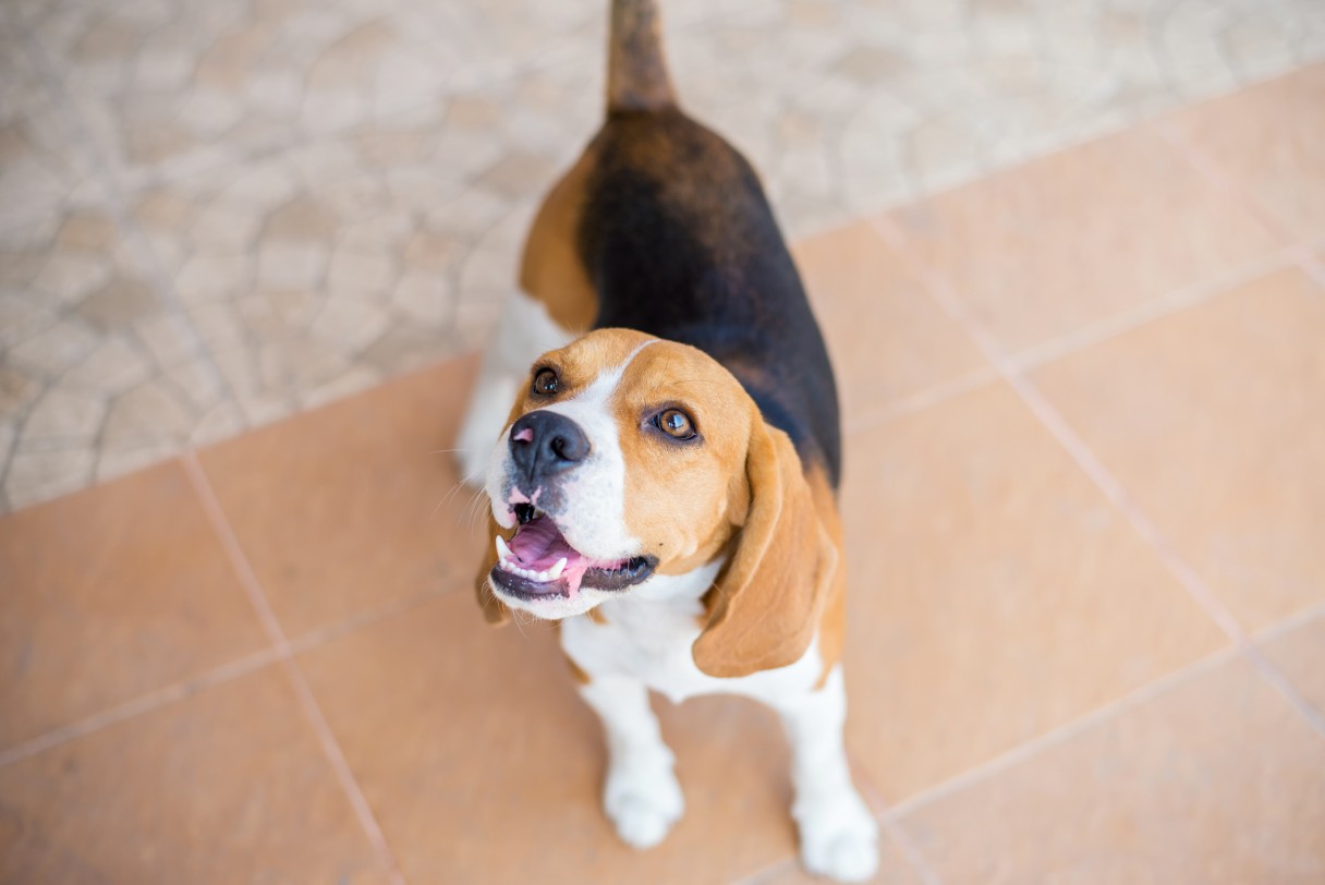 beagle pays attention