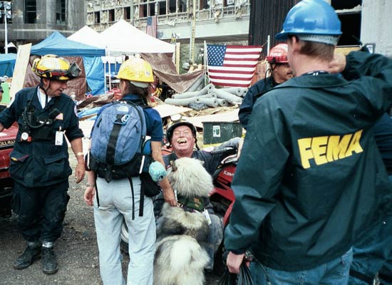 how many dogs died in 911