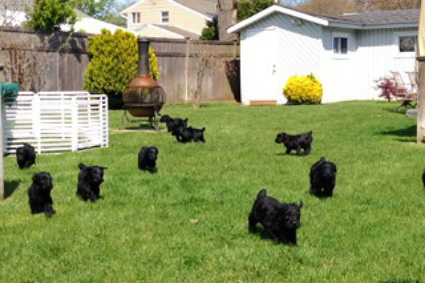 black russian terriers