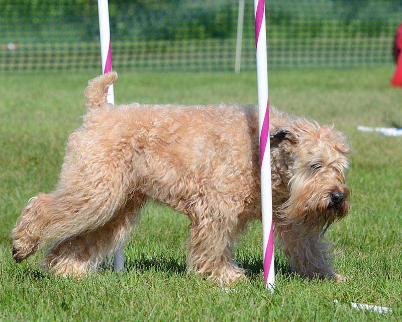 akc wheaten terrier