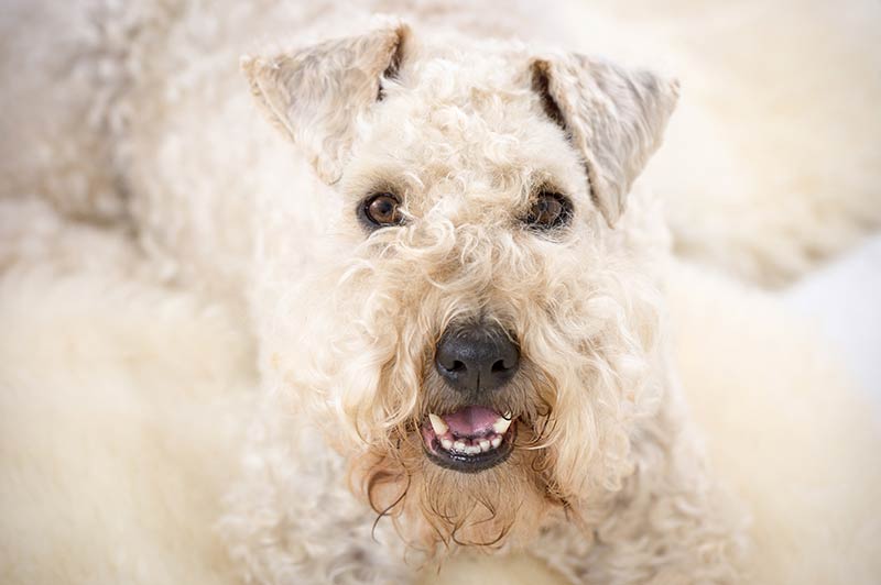 dogs like wheaten terrier