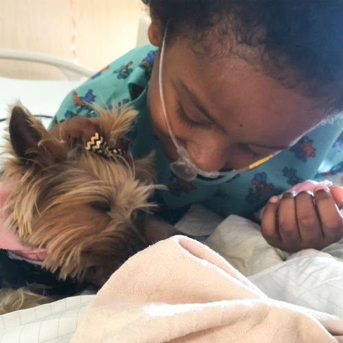 Yorkie store therapy dog