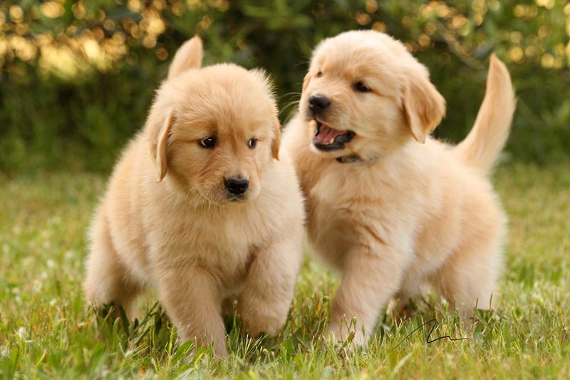 why are golden retrievers so cute?