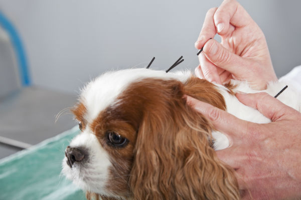 Holistic pet care practices