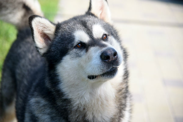 malamute sled dog