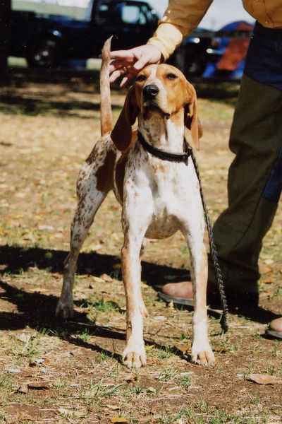 english coon dog