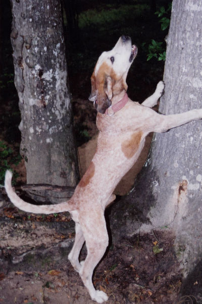 English store redtick coonhound