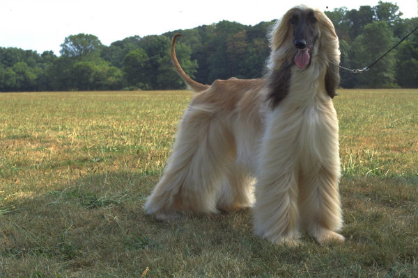 are afghan hounds disobedient