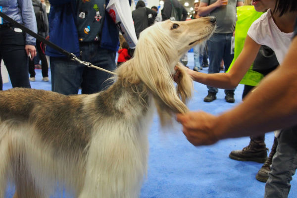 hound shedding