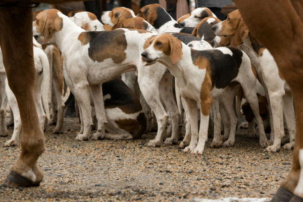 are american foxhounds good with other dogs