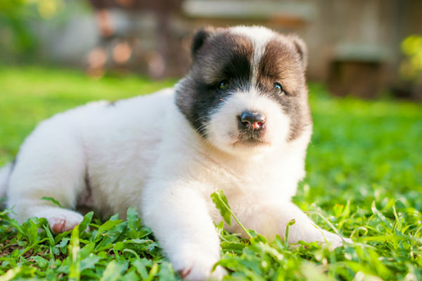 good puppy breeds