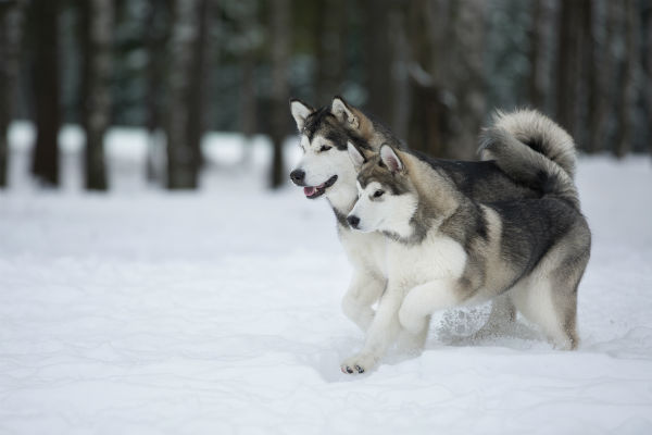 how do huskies survive in the cold