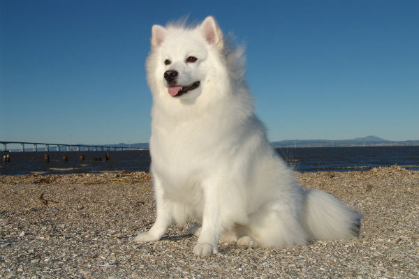 american eskimo and poodle mix