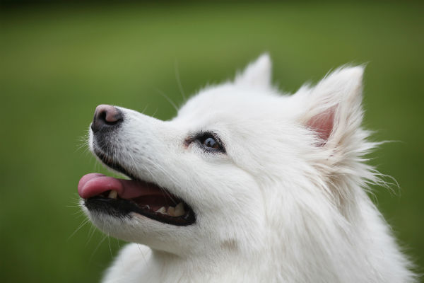 American eskimo best sale service dog