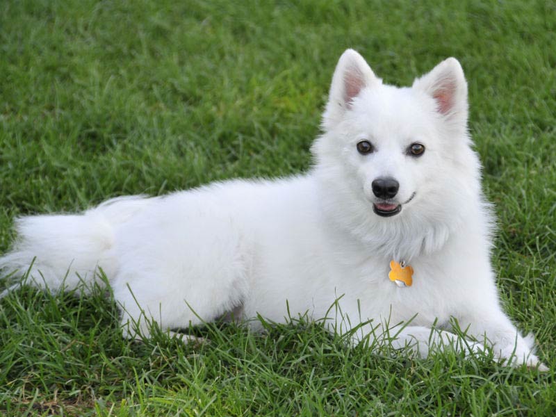 miniature american eskimo dog