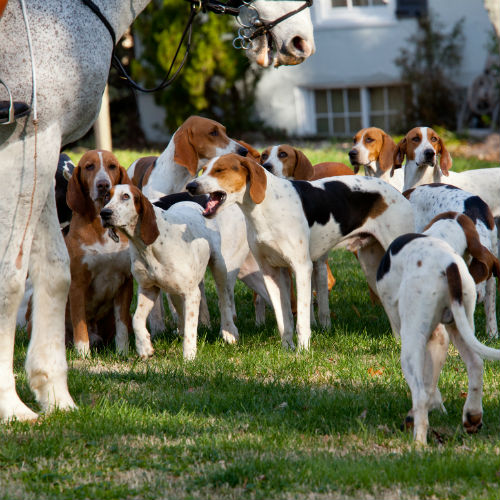 are american foxhounds good with other dogs