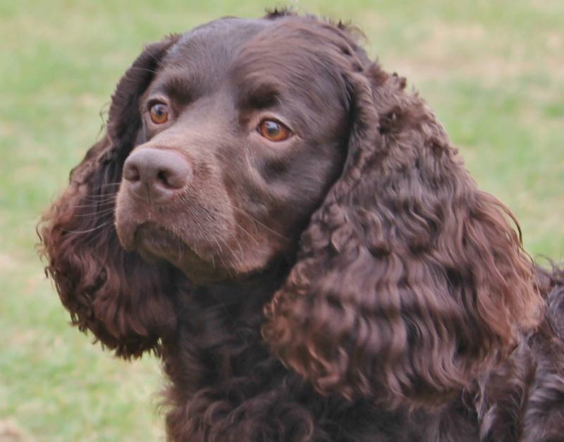 american water spaniel