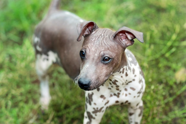 american hairless terrier