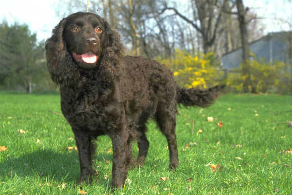 what dog likes water the most