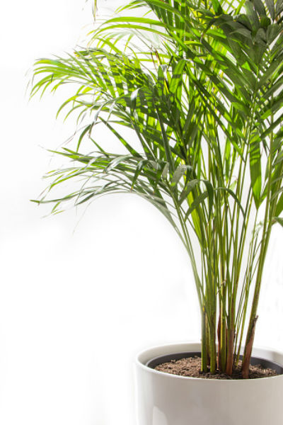 areca palm