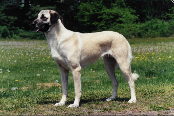 turkish anatolian shepherd dogs