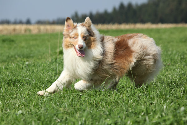 medium athletic dogs