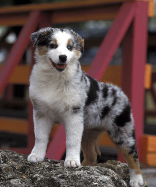 cutest dog breeds in the world