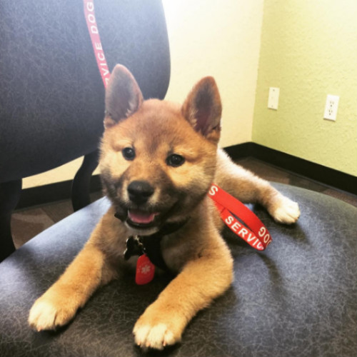 shiba inu therapy dog