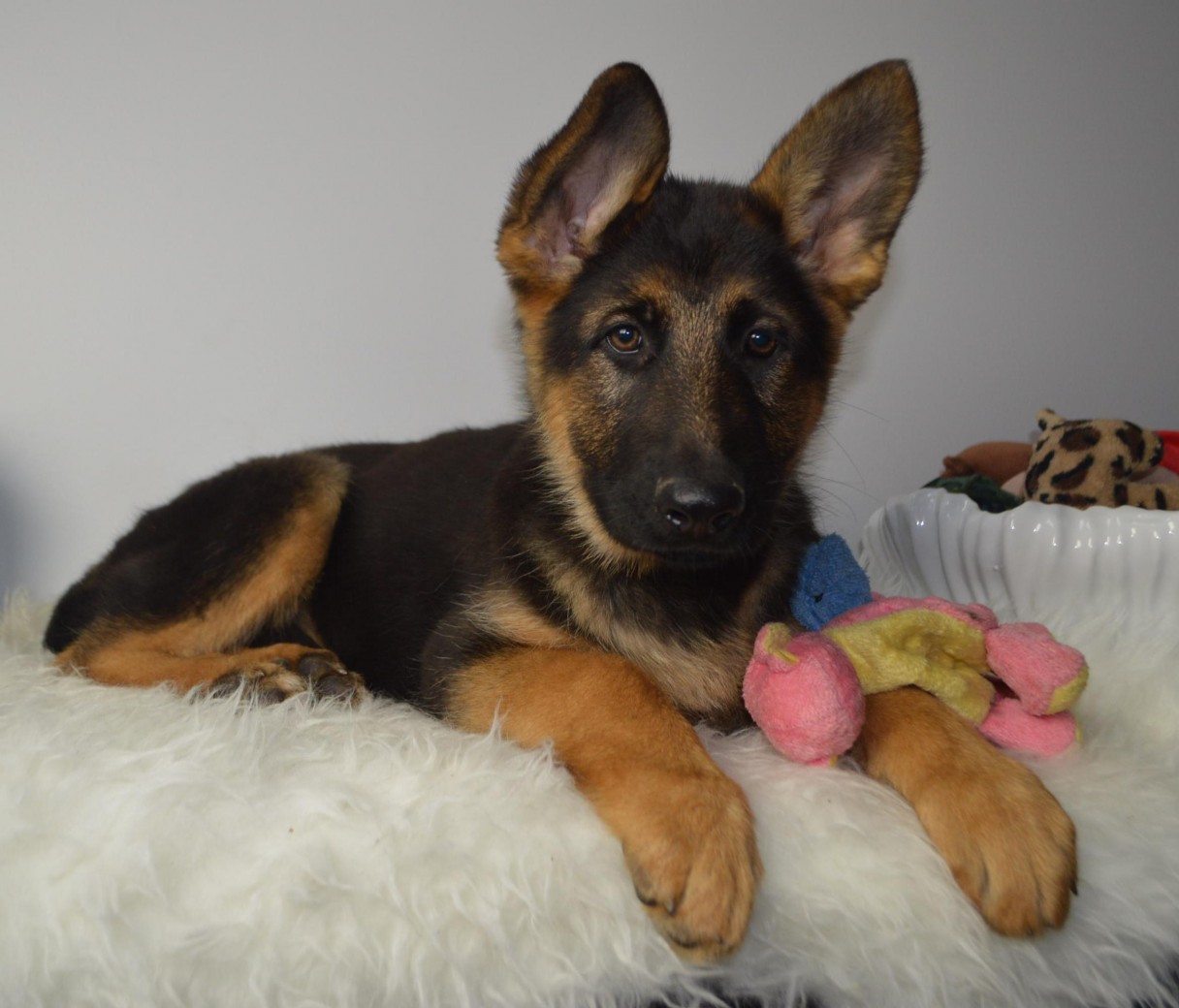 long haired german shepherd mix