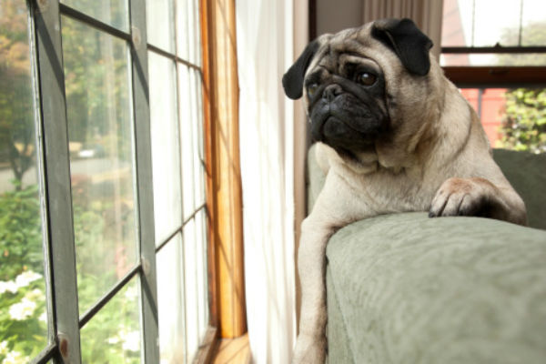 Dog keeps best sale barking outside