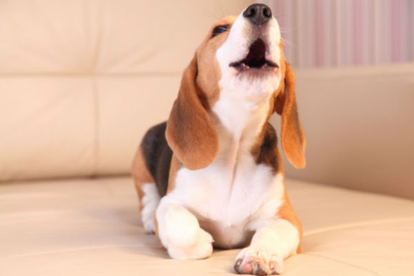 Neighbor's dog barks all the sale time