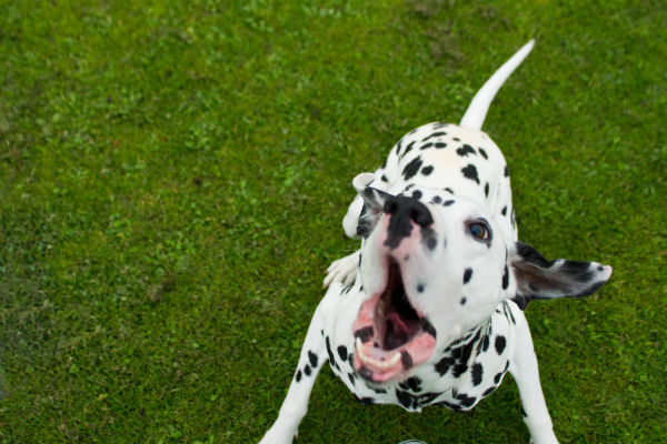 barking_dalmatian