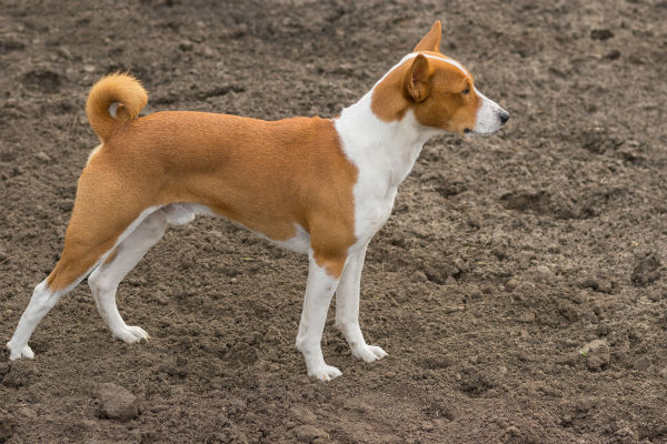 basenji akc