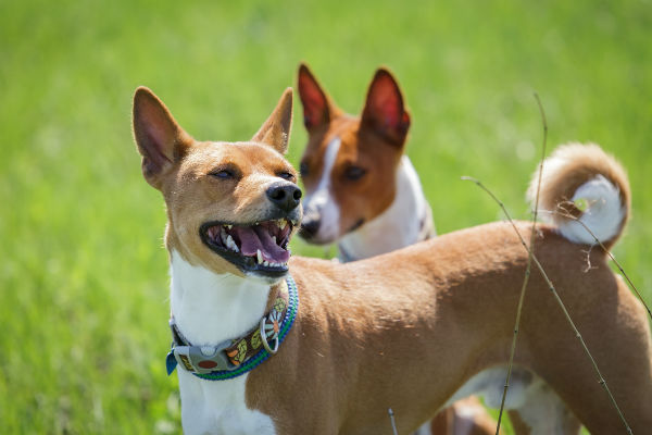 basenji akc