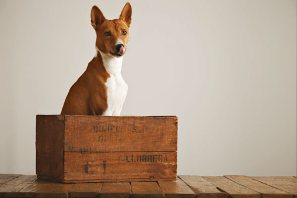 Dog in shop a box