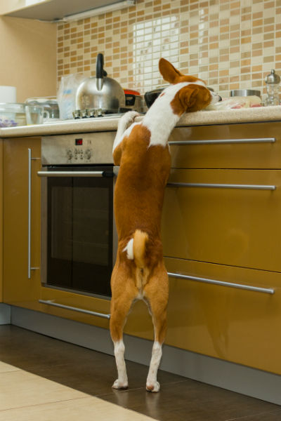 how to keep dog off kitchen table