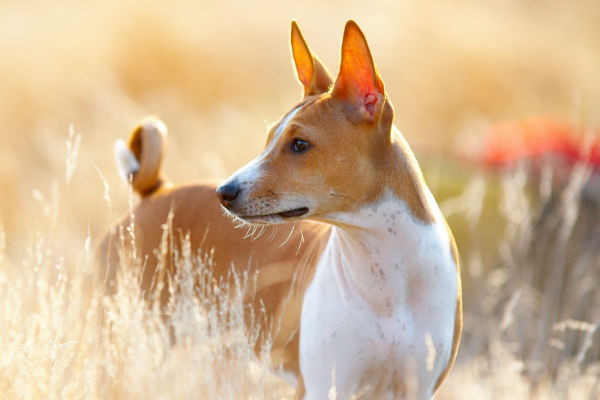 what does a rolled up tail on a dog mean