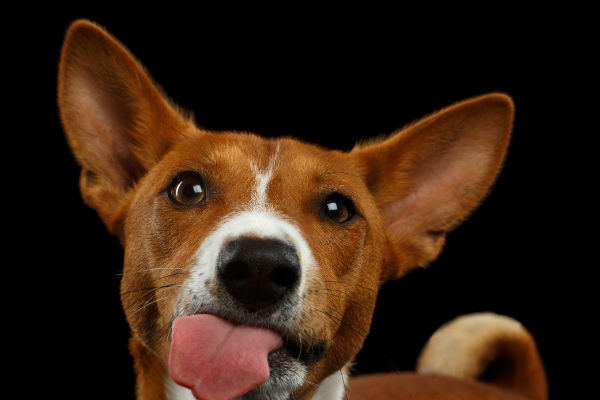 basenji tongue