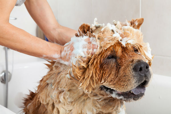 is it okay to wash dogs with human shampoo
