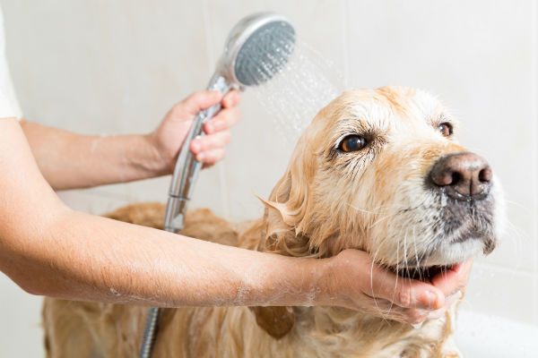 is it okay to wash dogs with human shampoo